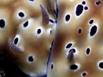 Nudi snuggle