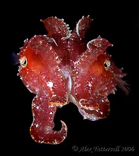 Juvenile Cuttlefish