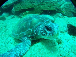 Green Turtle at SWR