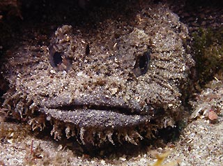 Eastern Frogfish