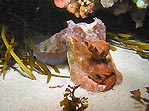 Giant Cuttlefish