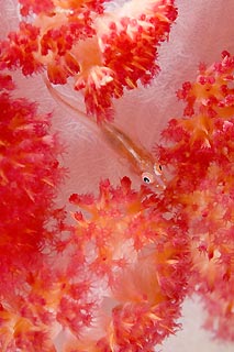 Goby on Soft Coral