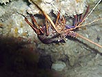 Western Rocklobster