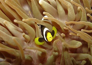 Anemonefish at Cook Island