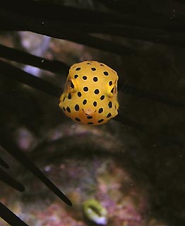 Tiny Boxfish