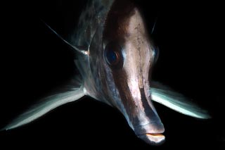 Long-snout Boarfish
