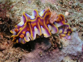 Confused nudibranch