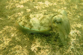 Cuttlefish Camo