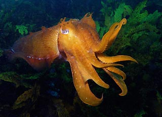Giant Cuttle