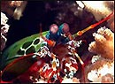 Mantis Shrimp, Julian Rocks, Byron Bay