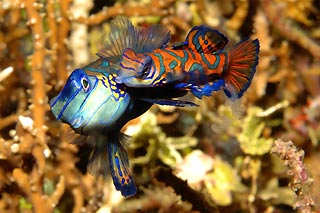 Mating mandarinfish