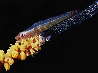 Goby with eggs