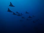 Devil Rays in Formation