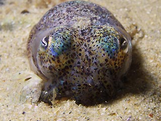Southern Bob-tailed Squid