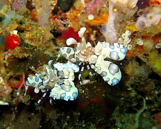 The irresistibly chic Harlequin Shrimps
