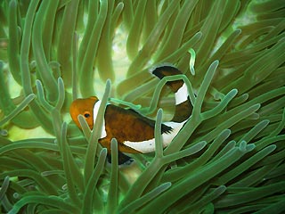 Tioman Anemonefish