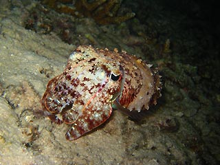The Handsome Cuttlefish