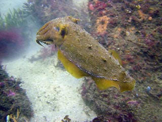 Bare Island Cuttlefish