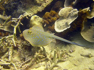 Blue-spotted Ray