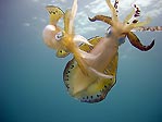 Mating Squid