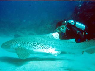 Leopard Shark and Diver