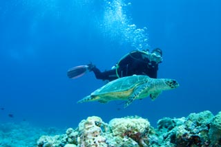 Diver and Turtle