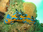 Verco's nudibranch