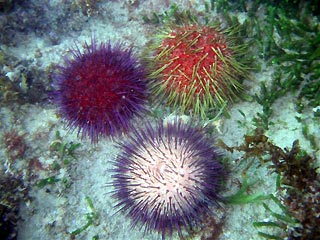 Colourful Urchins