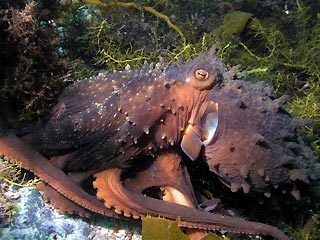 Octopus in Bicheno