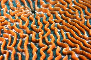 Burma Brain Coral