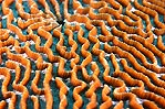 Burma Brain Coral