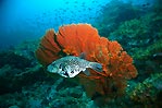 Pufferfish in Burma