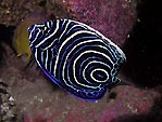 Juvenile Emperor Angelfish
