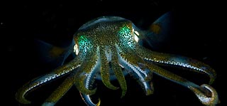 Luminous Squid