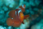 Spine-cheek Anemonefish