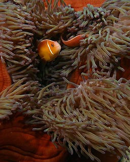 Vanuatu Anemonefish