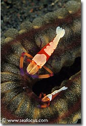 The Emperor Shrimp can almost always be found in pairs, Bali