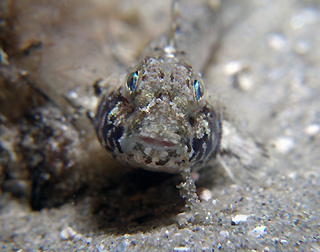 Drooling Goby