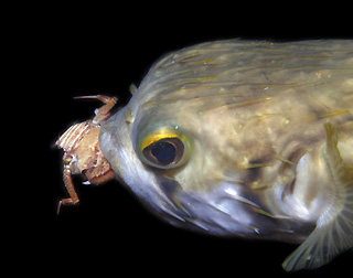 image | Pufferfish Attack | Underwater Australasia