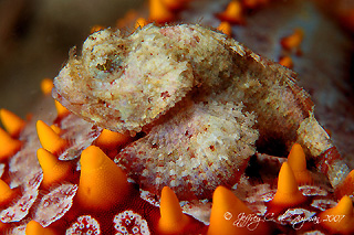 Baby False Stone Fish on Starfish