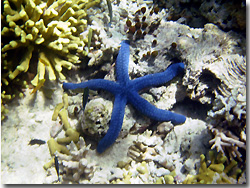 A blue seastar. Uepi, Solomon Islands