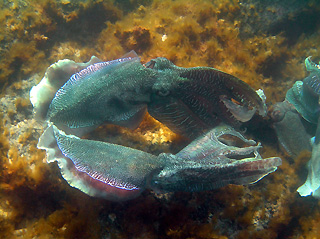 Courting Cuttlefish