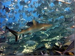 Palau - sharks, walls, caves and jellyfish…