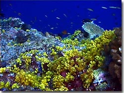 A divesite called Yellow Wall with its yellow tube coral polyps, Palau, Micronesia