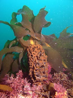 Glorious Kelp
