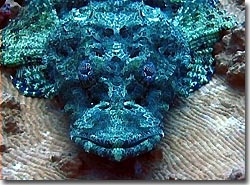 A crocodilefish; its eyes are amazing, Yap, Micronesia.