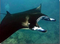 Yap, Micronesia - not just a place for Manta Rays
