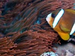Awesome Anemone and Clownfish