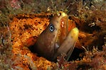 Moray Eel