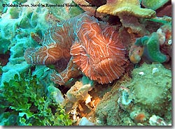 A potentially new species of frogfish, found at Ambon Bay, Ambon